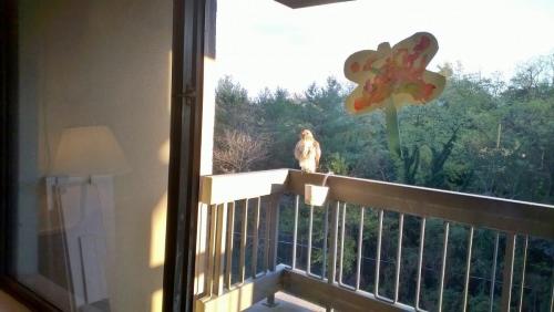 An owl landed on 106 Balcony and stayed there for the next 24 hours.