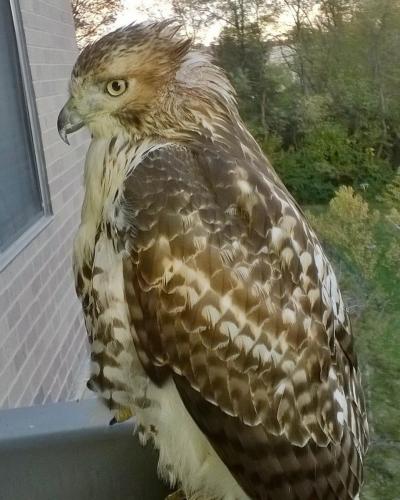 This majestic owl landed and stayed for 24 hours.